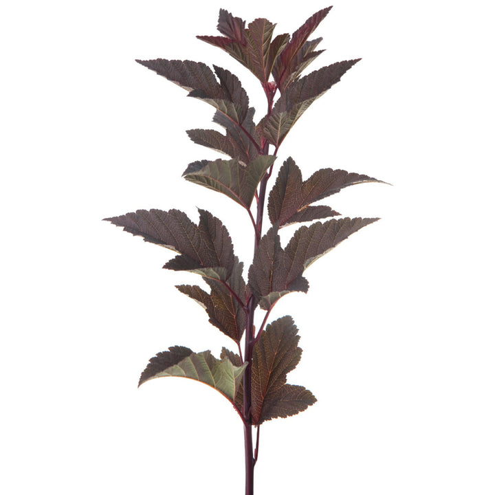 Summer Wine® Ninebark (Physocarpus opulifolius)