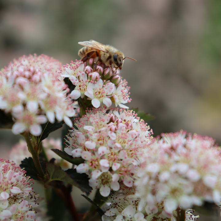 Ninebark | Tiny Wine® | Proven Winners® Shrubs – Proven Winners