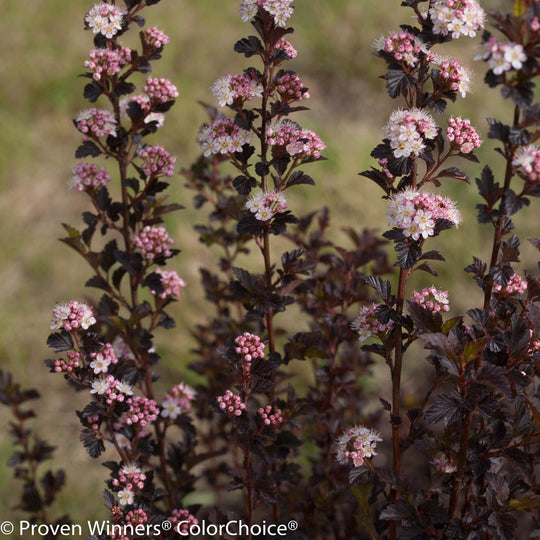 Tiny Wine® Ninebark (Physocarpus opulifolius)