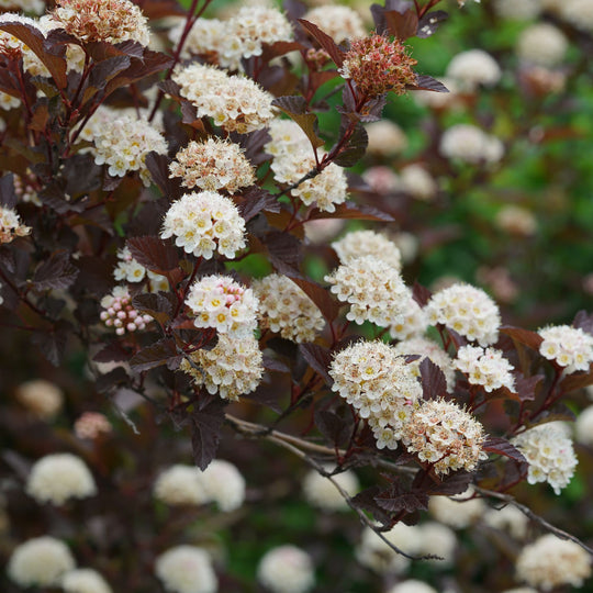 Ginger Wine® Ninebark (Physocarpus opulifolius)