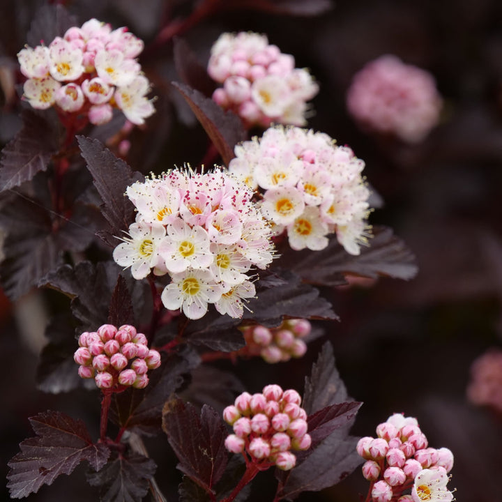 Ginger Wine® Ninebark (Physocarpus opulifolius)