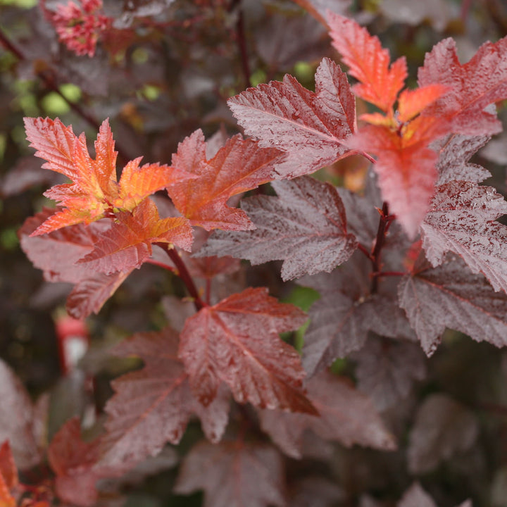 Ginger Wine® Ninebark (Physocarpus opulifolius)