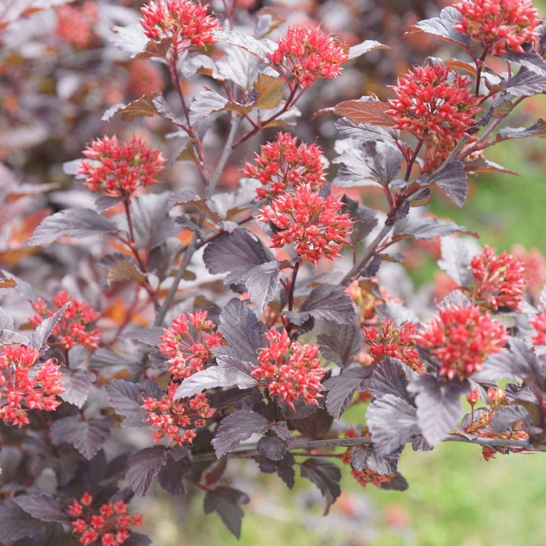 Ginger Wine® Ninebark (Physocarpus opulifolius)