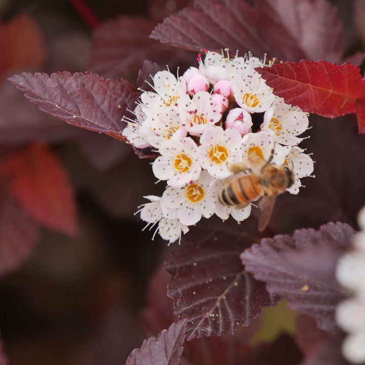 Ginger Wine® Ninebark (Physocarpus opulifolius)