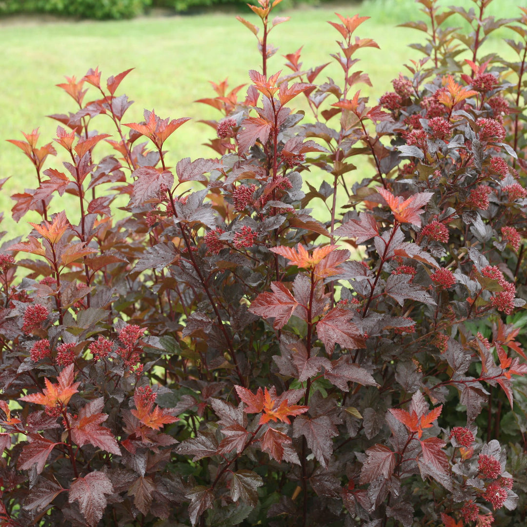Ginger Wine® Ninebark (Physocarpus opulifolius)