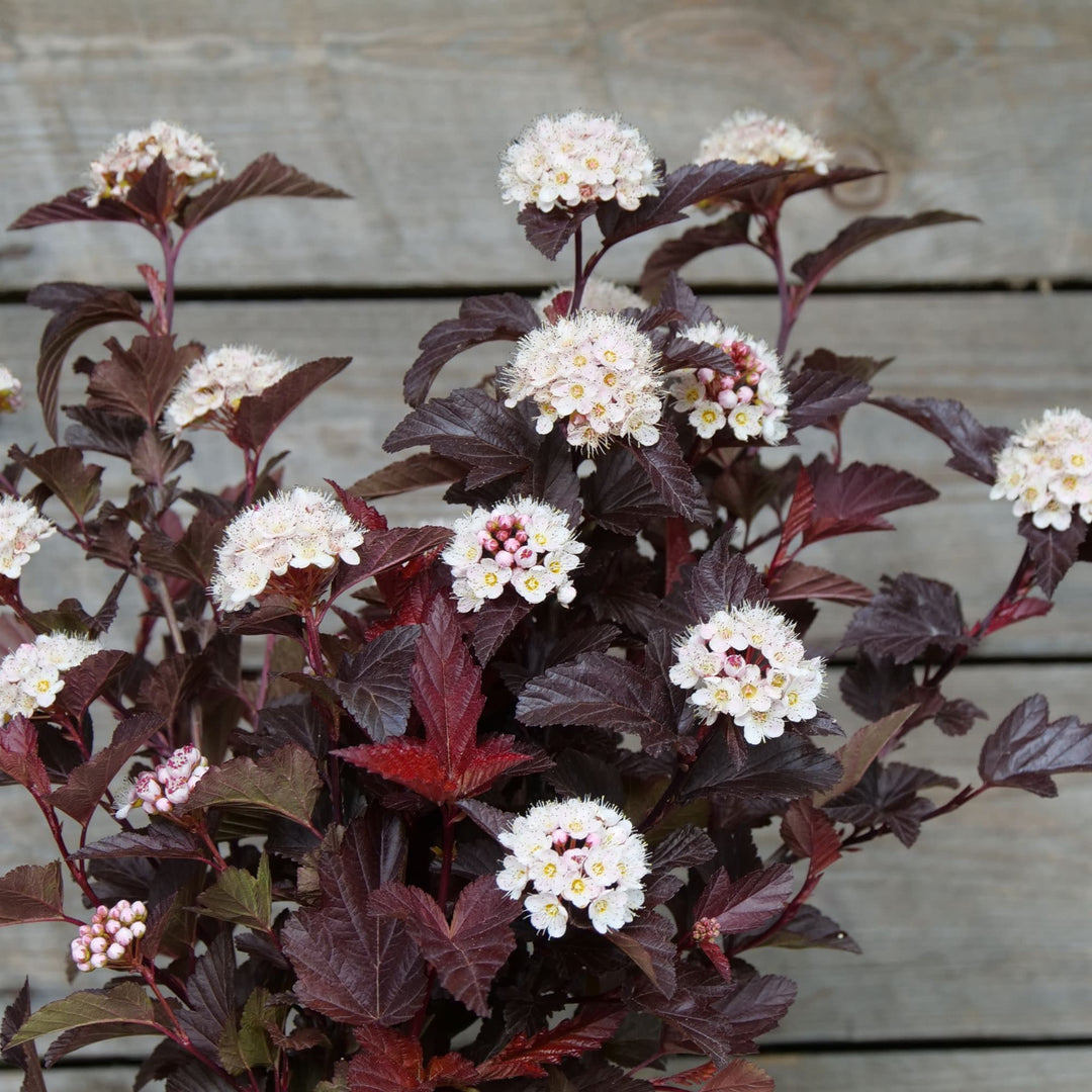 Ginger Wine® Ninebark (Physocarpus opulifolius)