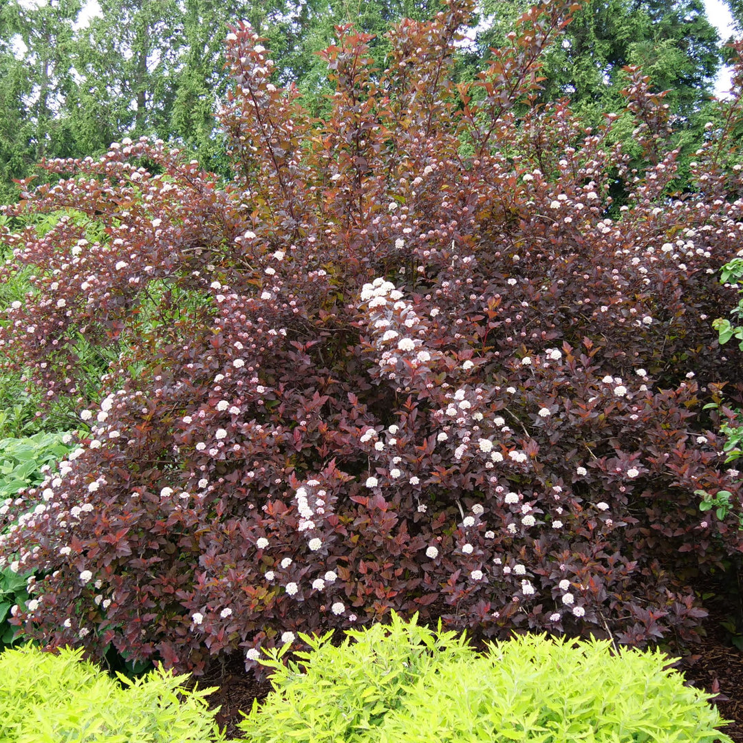 Ginger Wine® Ninebark (Physocarpus opulifolius)
