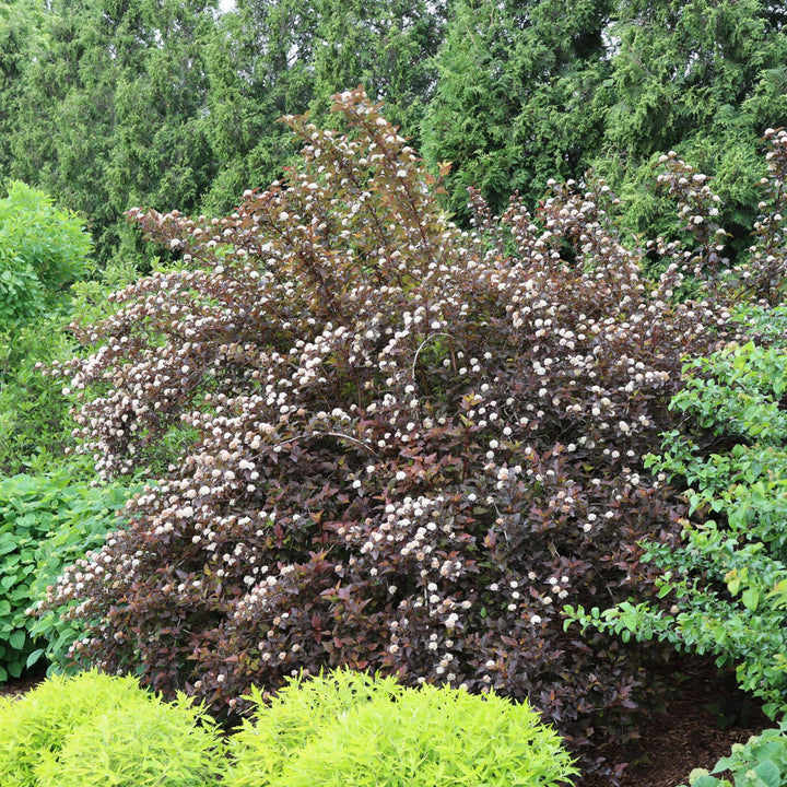 Ginger Wine® Ninebark (Physocarpus opulifolius)