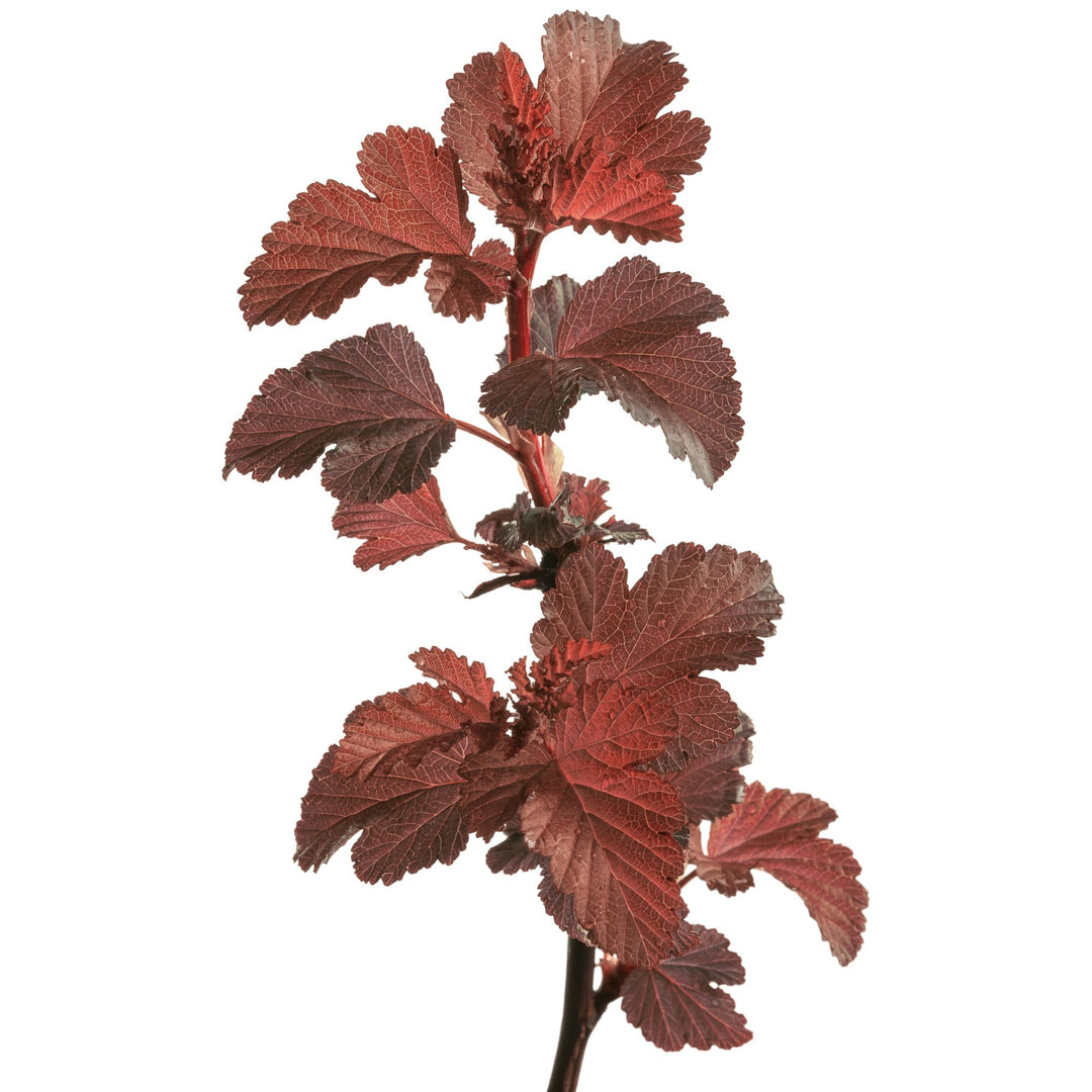 Ginger Wine® Ninebark (Physocarpus opulifolius)