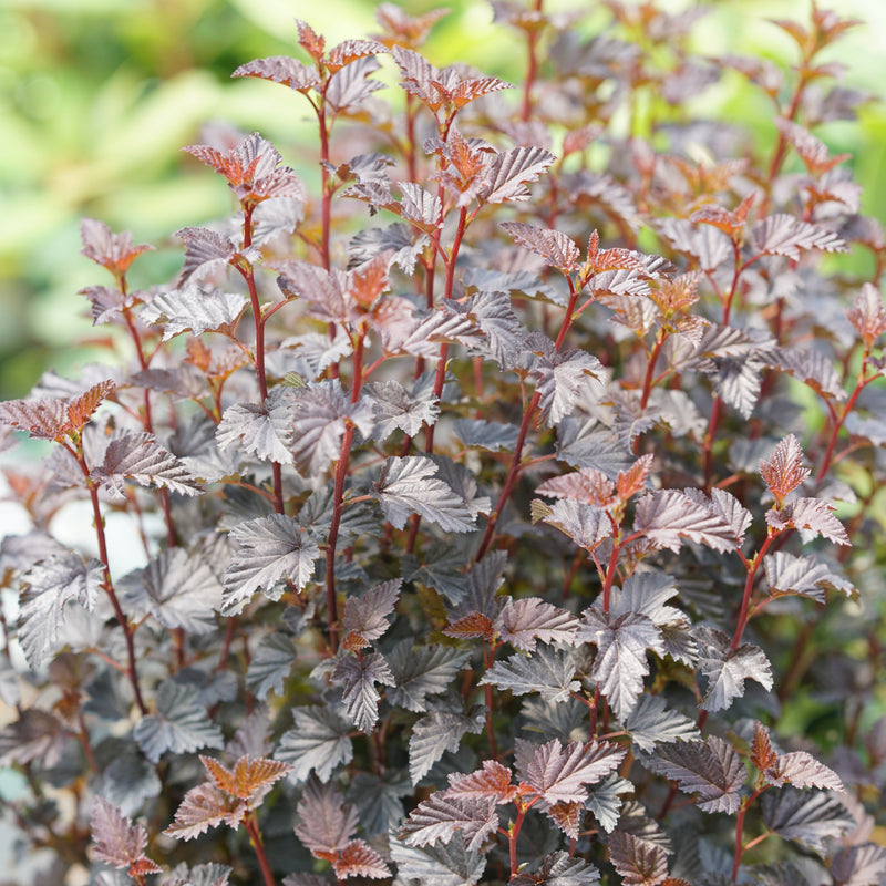 Summer Wine Black Ninebark up close.