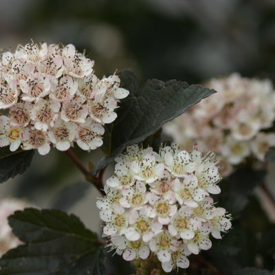 Summer Wine Black Summer Wine Black Ninebark up close.