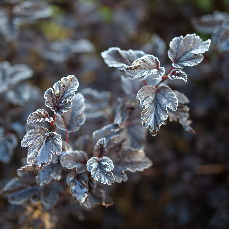 Summer Wine Black Summer Wine Black Ninebark up close.