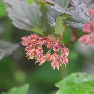 Summer Wine Black Summer Wine Black Ninebark up close.