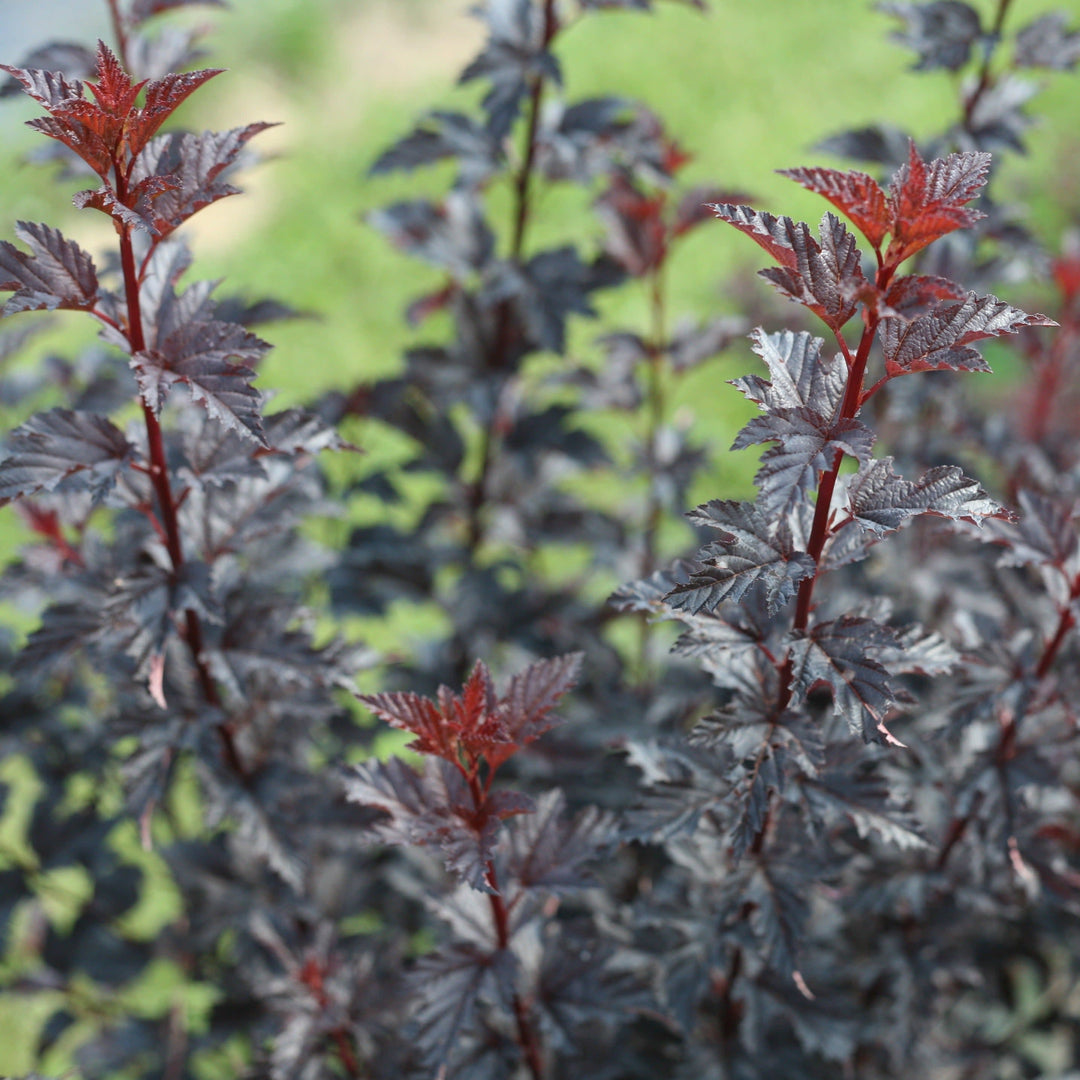 Summer Wine Black Ninebark up close.