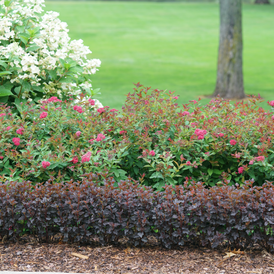 Summer Wine® Black Ninebark (Physocarpus opulifolius)