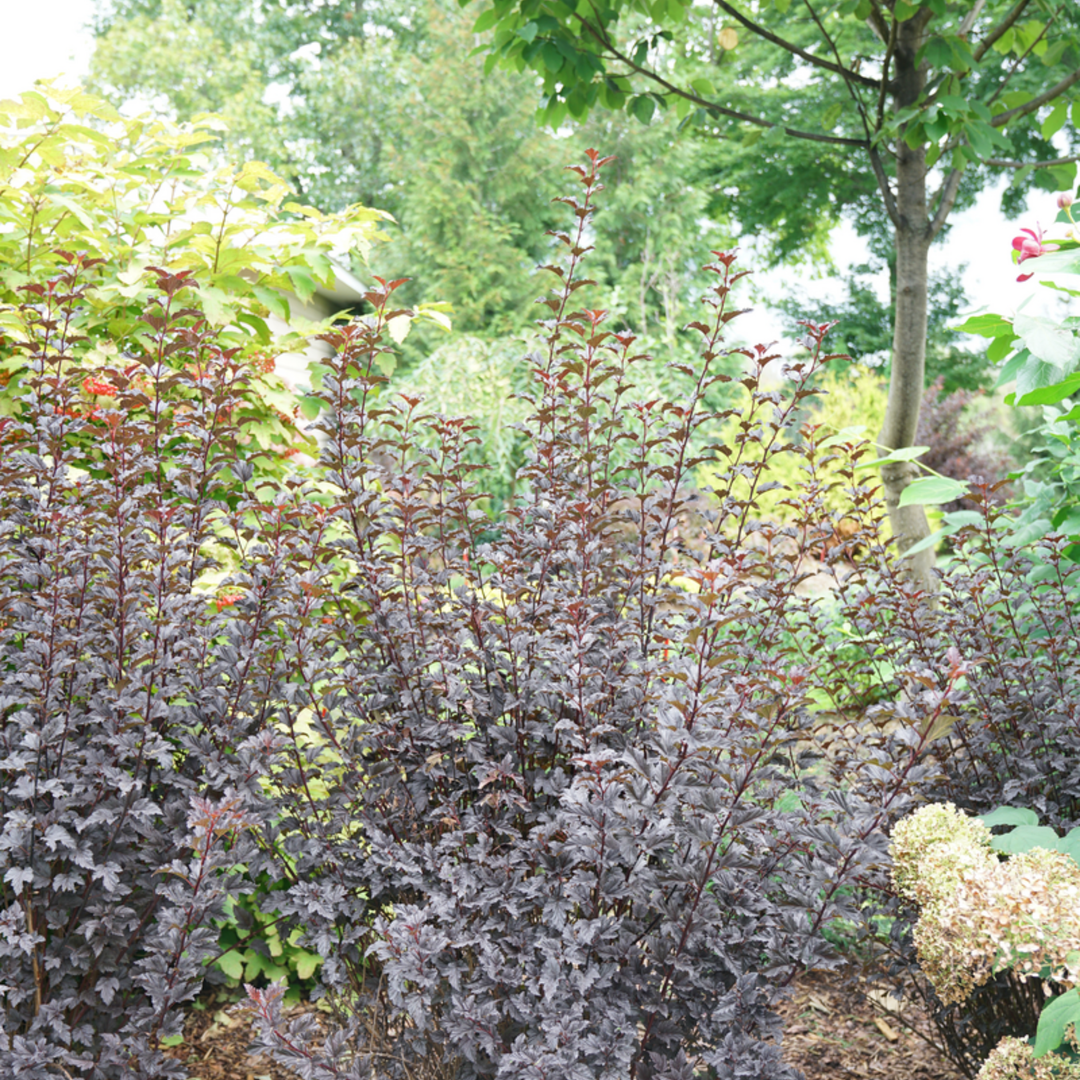 Summer Wine® Black Ninebark (Physocarpus opulifolius)