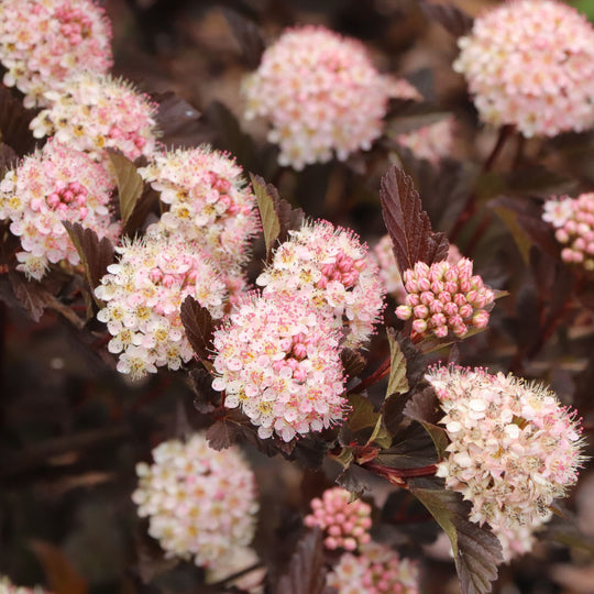Summer Wine® Rosé Ninebark (Physocarpus opulifolius) | Proven Winners® New Variety 2027