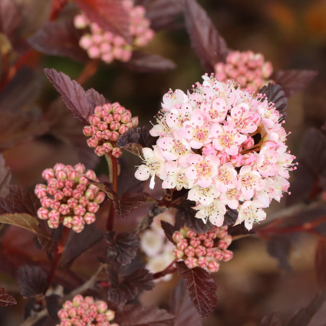 Ninebark | Summer Wine® Rosé