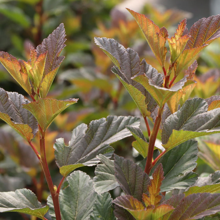 Summer Wine® Rosé Ninebark (Physocarpus opulifolius) | Proven Winners® New Variety 2027
