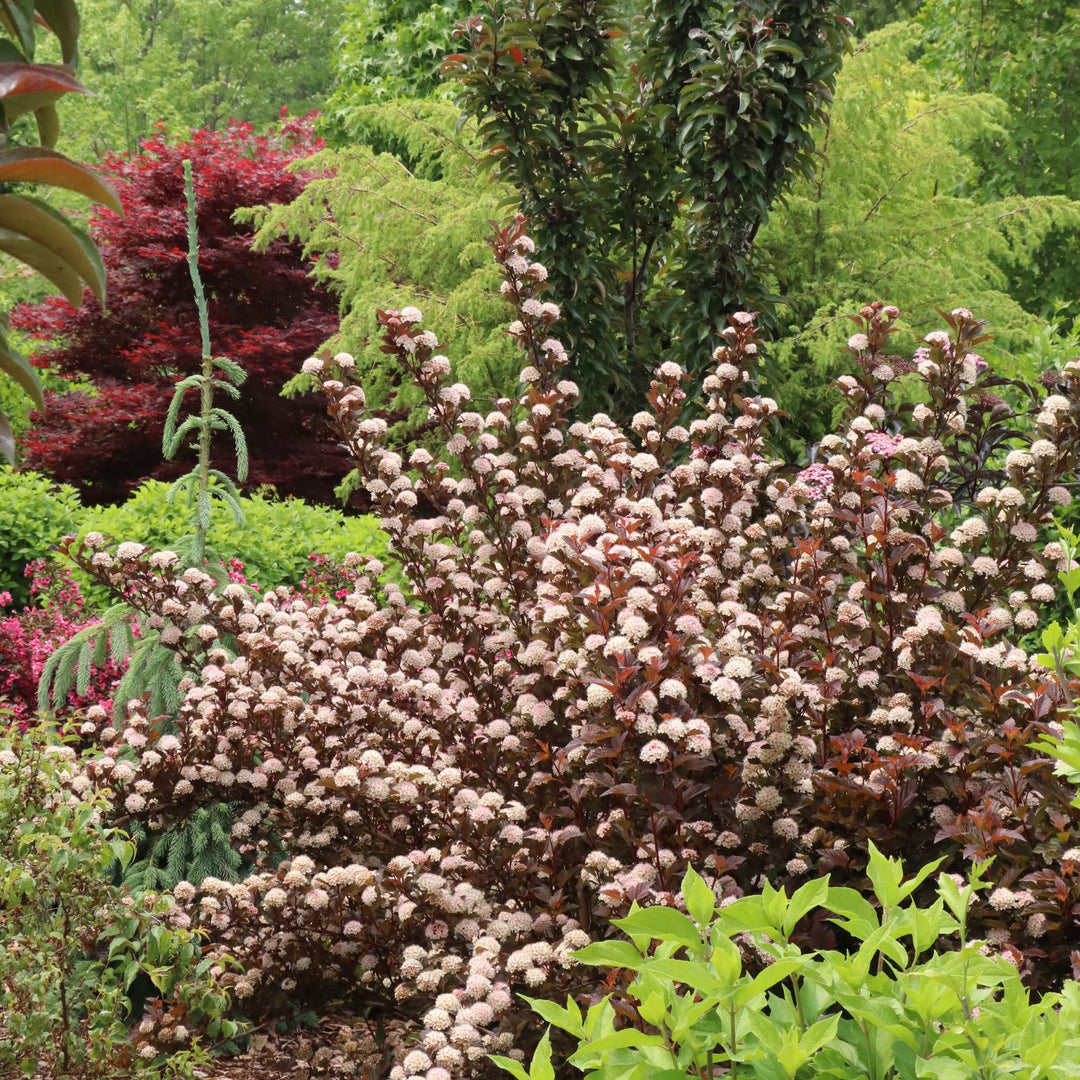 Summer Wine® Rosé Ninebark (Physocarpus opulifolius) | Proven Winners® New Variety 2027