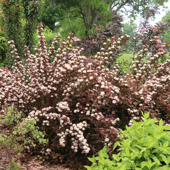 Summer Wine® Rosé Ninebark (Physocarpus opulifolius) | Proven Winners® New Variety 2027