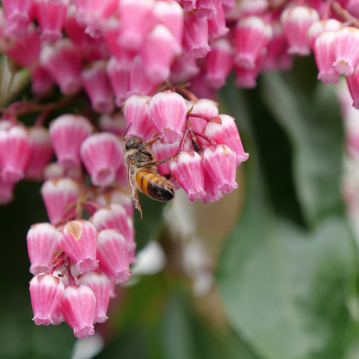 Lily of the Valley Shrub | Interstella® | Proven Winners® Shrubs