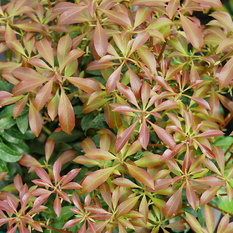 Interstella Interstella Lily of the Valley Shrub up close.