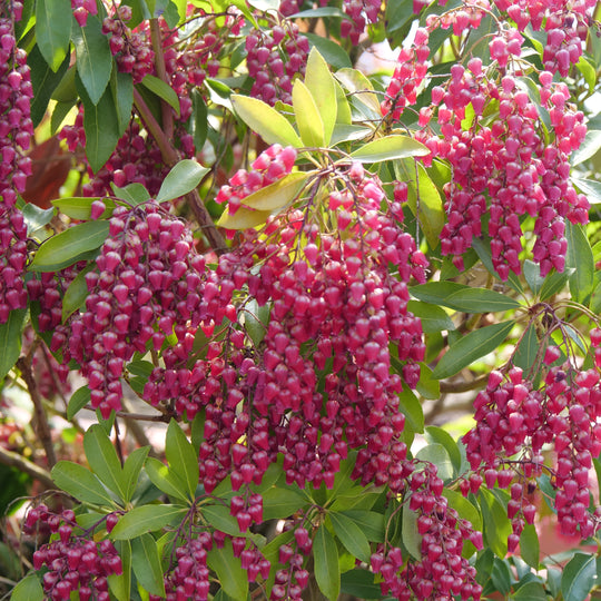 Interstella® Lily of the Valley Shrub (Pieris japonica)