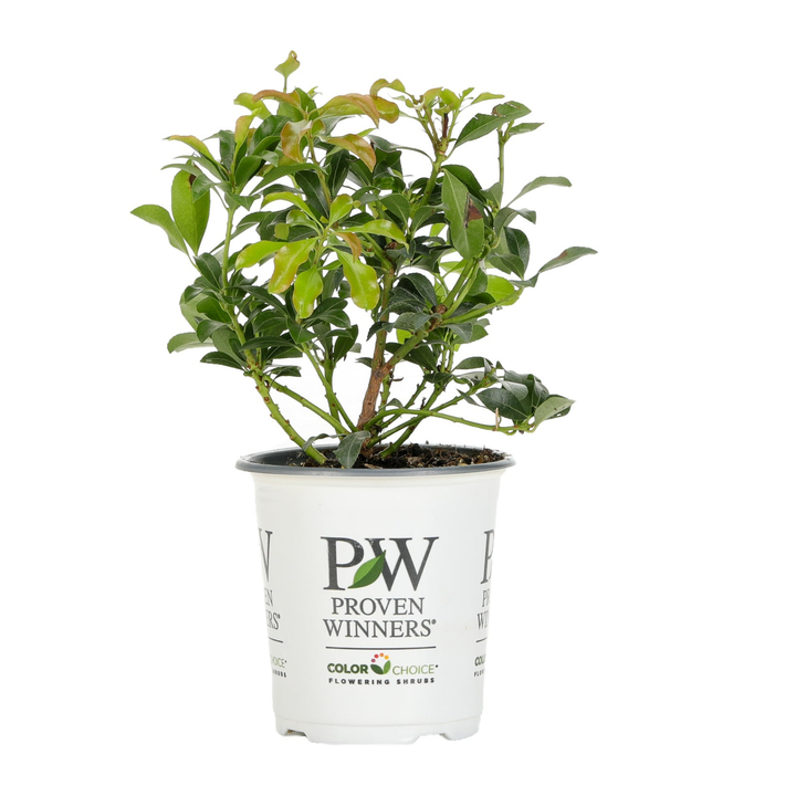 Interstella® Lily of the Valley Shrub (Pieris japonica)