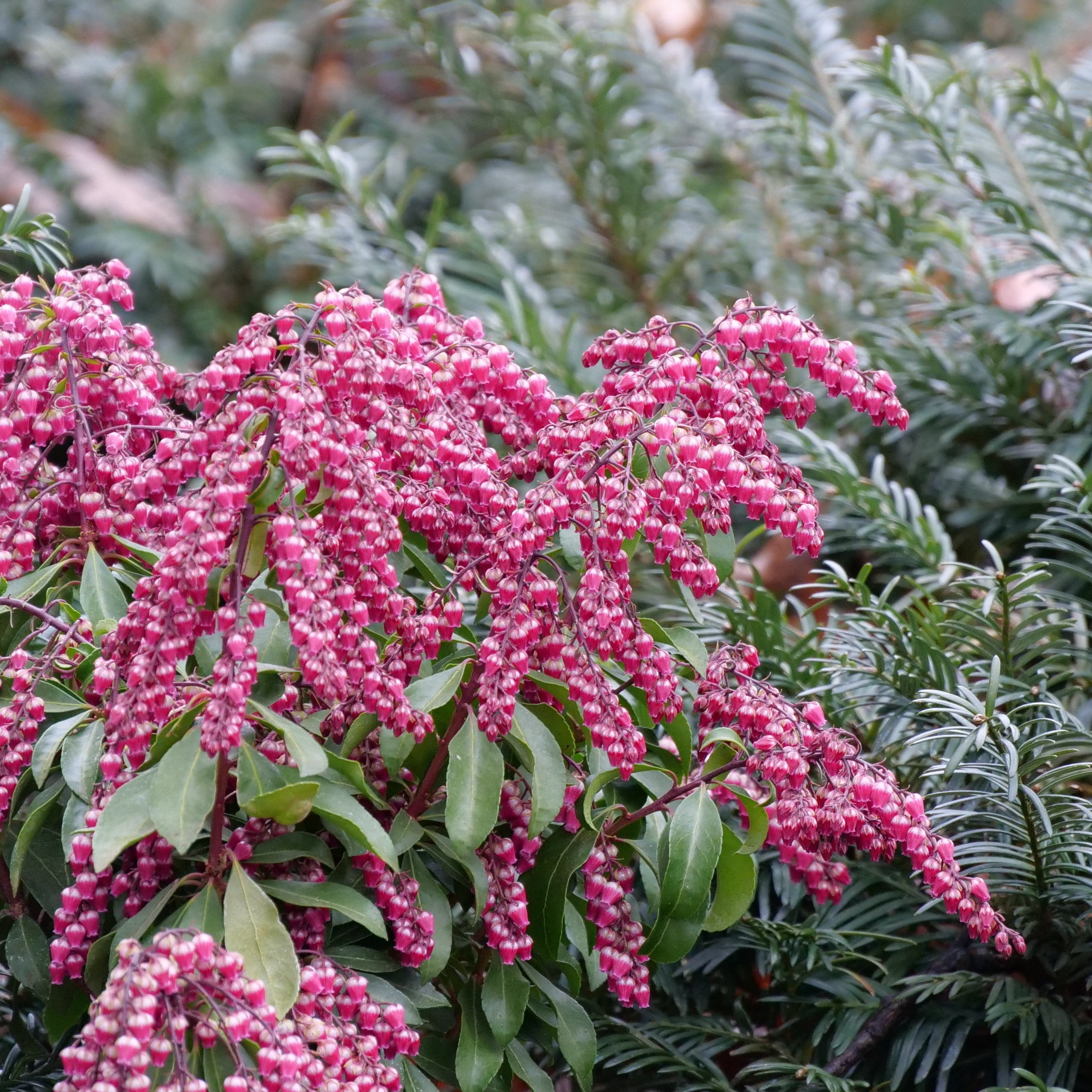 Lily of the Valley Shrub | Interstella® | Proven Winners® Shrubs