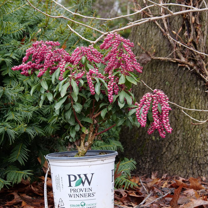 Lily of the Valley Shrub | Interstella® | Proven Winners® Shrubs