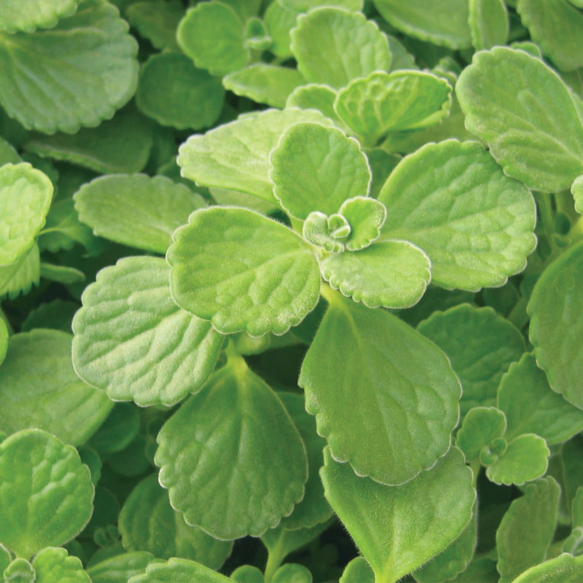 Plectranthus | Cerveza 'n Lime® | Proven Winners® Annuals – Proven