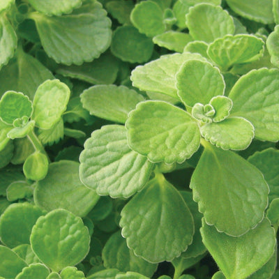 Cerveza 'n Lime Cerveza 'n Lime Plectranthus up close.