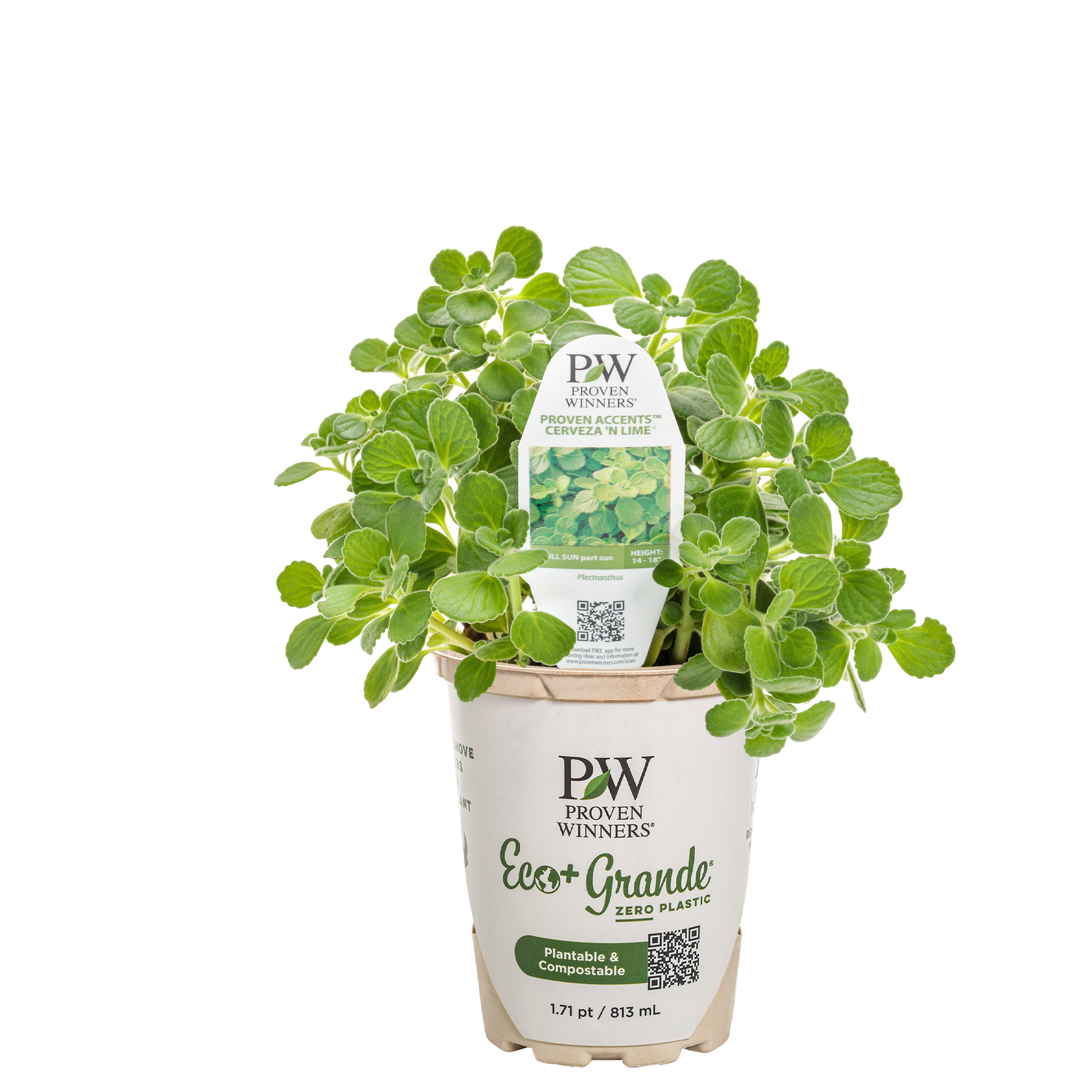 Plectranthus | Cerveza 'n Lime® | Proven Winners® Annuals – Proven