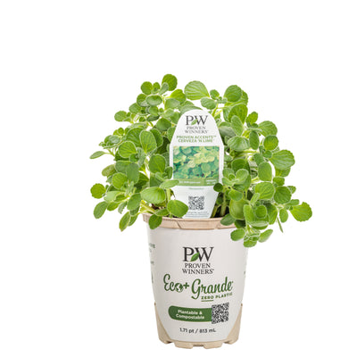 Cerveza 'n Lime® Plectranthus (Plectranthus hybrid)