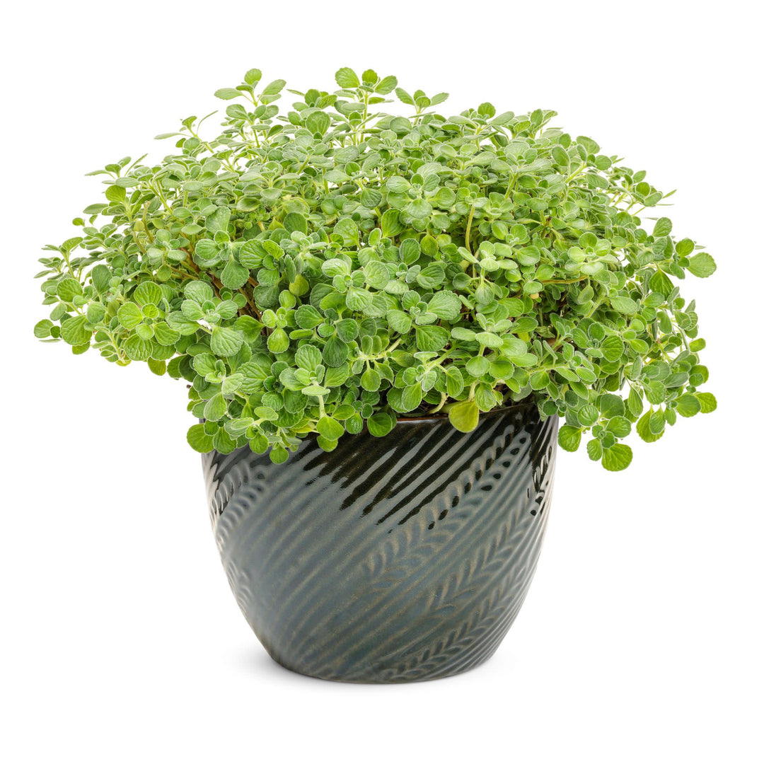 cerveza and lime plant indoor Plectranthus | Cerveza 'n Lime