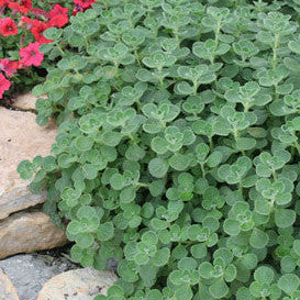 Cerveza 'n Lime Cerveza 'n Lime Plectranthus in focus.