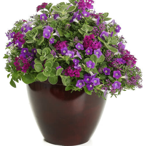 cerveza and lime plant indoor Plectranthus | Cerveza 'n Lime