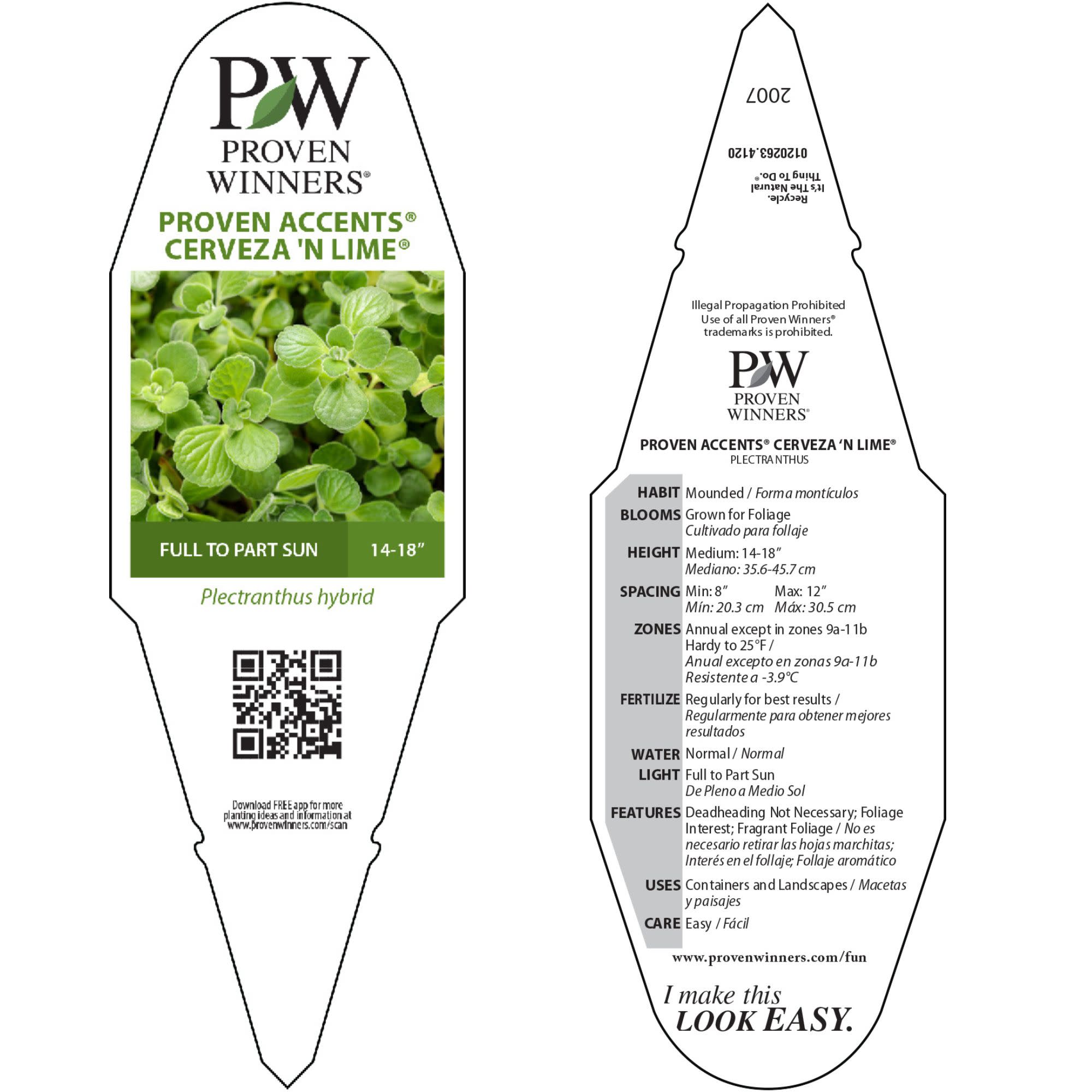 Plectranthus | Cerveza 'n Lime® | Proven Winners® Annuals – Proven