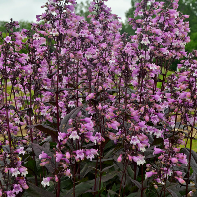 'Midnight Masquerade' Beardtongue up close.