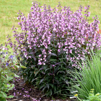 'Midnight Masquerade' Beardtongue in use.