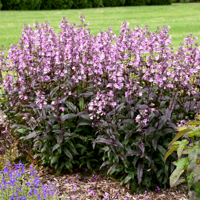 'Midnight Masquerade' Beardtongue in use.