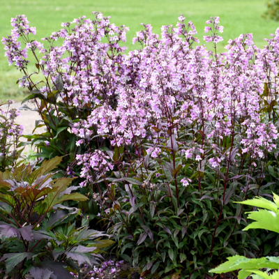 'Midnight Masquerade' Beardtongue in use.