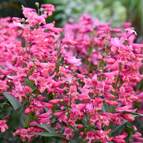 Bejeweled™ 'Pink Pearls' Bearded Penstemon (Penstemon barbatus)