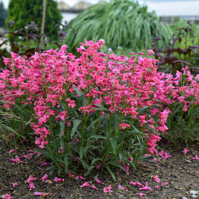 Bejeweled™ 'Pink Pearls' Bearded Penstemon (Penstemon barbatus) - Proven Winners® New Variety 2025!