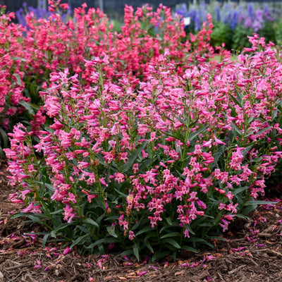 Bejeweled™ 'Pink Pearls' Bearded Penstemon (Penstemon barbatus) - Proven Winners® New Variety 2025!