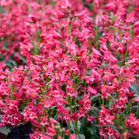 Bejeweled™ 'Rose Rhinestones' Bearded Penstemon (Penstemon barbatus)