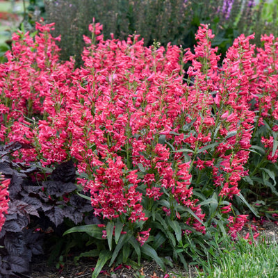 Bejeweled™ 'Rose Rhinestones' Bearded Penstemon (Penstemon barbatus) - Proven Winners® New Variety 2025!