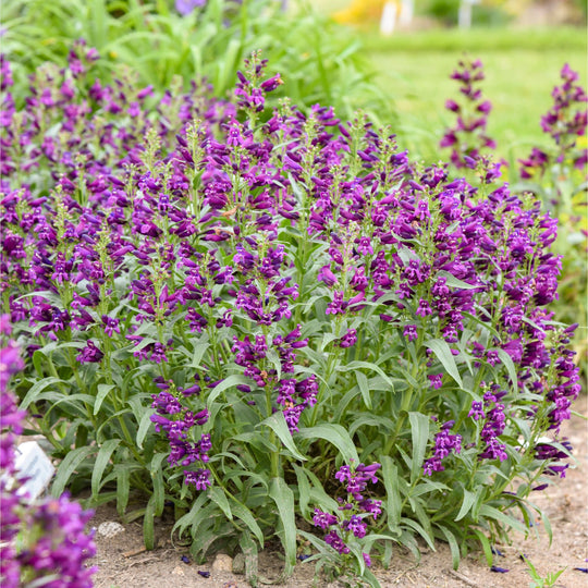 Bejeweled® 'Dark Amethyst' Bearded Penstemon (Penstemon barbatus) | Proven Winners® New Variety 2027