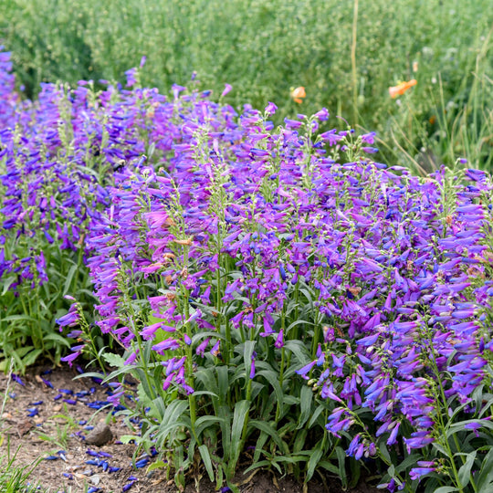 Bejeweled® 'Lavender Sapphires' Bearded Penstemon (Penstemon barbatus) | Proven Winners® New Variety 2027